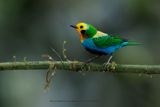 Multicolored Tanager - Chlorochrysa nitidissima