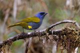 Blue-capped tanager - Sporathraupis cyanocephala