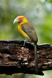 Saffron toucanet - Pteroglossus bailloni