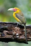Saffron toucanet - Pteroglossus bailloni