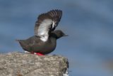 Black guillemot - Cepphus grylle