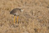 Northern Black korhann - Afrotis afraoides