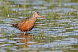Hudsonian Godwit - Limosa haemastica