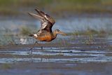 Hudsonian Godwit - Limosa haemastica