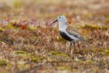 Dunlin - Calidris alpina
