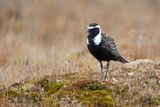 American Golden Plover - Pluvialis dominica