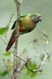 Maroon-bellied Parakeet - Pyrrhura frontalis