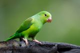 Plain Parakeet- Brotogeris tirica