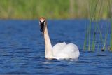 Trumpeter Swan - Cygnus buccinator
