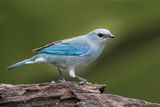 Azure-shouldered Tanager - Thraupis cyanoptera