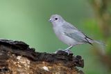 Sayaca Tanager - Thraupis sayaca