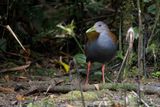 Slaty-breasted Wood rail - Aramides saracura
