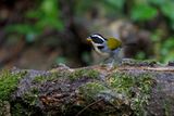 Half-collared Sparrow - Arremon semitorquatus