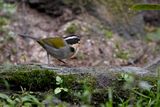 Half-collared Sparrow - Arremon semitorquatus