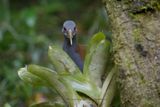 Slaty-breasted Wood rail - Aramides saracura