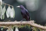 Red-rumped cacique - Cacicus haemorrhous