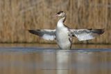 Great-crested greebe - Podiceps cristatus