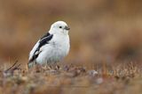 Snow bunting - Plectrophenax nivalis