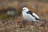 Snow bunting - Plectrophenax nivalis