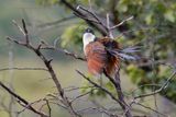 Burchells Coucal - Centropus burchelii