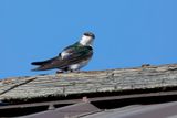 Violet-green Swallow - Tachycineta thalassina