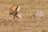 Kalahari Springbok - Antidorcas hofmeyri