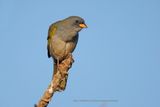 Great pampa-finch - Embernagra platensis