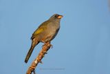 Great pampa-finch - Embernagra platensis