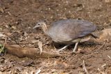 Solitary Tinamou - Tinamus solitarius
