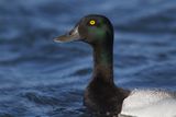 Greater Scaup - Aythya marila
