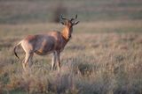 Cokes Hartebeest - Alcelaphus cokii