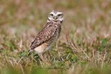 Burrowing owl - Athene cunicularia