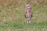 Burrowing owl - Athene cunicularia