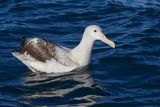 Northern Royal Albatross - Diomedea sandfordi