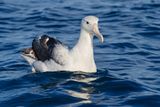 Northern Royal Albatross - Diomedea sandfordi