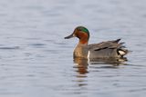 Green-winged teal - Anas carolinensis