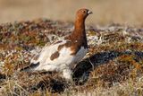 Willow Grouse - Lagopus lagopus