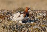 Willow Grouse - Lagopus lagopus