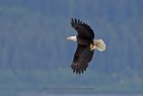 Bald eagle - Haliatus leucocephalus