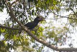 Black-and-white-casqued Hornbill - Bycanistes subcylindricus