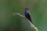 Rufous-gaped Hillstar - Urochroa bougueri