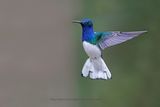 White-necked Jacobin - Florisuga mellivora