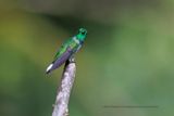 Purple-bibbed Whitetip - Urosticte benjamini