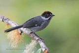 Slaty Brushfinch - Atlapetes schistaceus