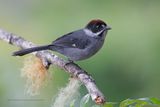 Slaty Brushfinch - Atlapetes schistaceus