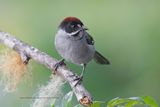 Slaty Brushfinch - Atlapetes schistaceus