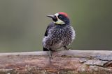 Acorn Woodpecker - Melanerpes formicivorus