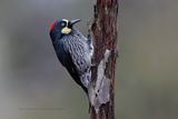 Acorn Woodpecker - Melanerpes formicivorus