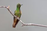 Buff-tailed Coronet - Boissonneaua flavescens