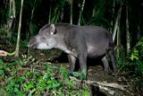 Tapir - Tapirus terrestris